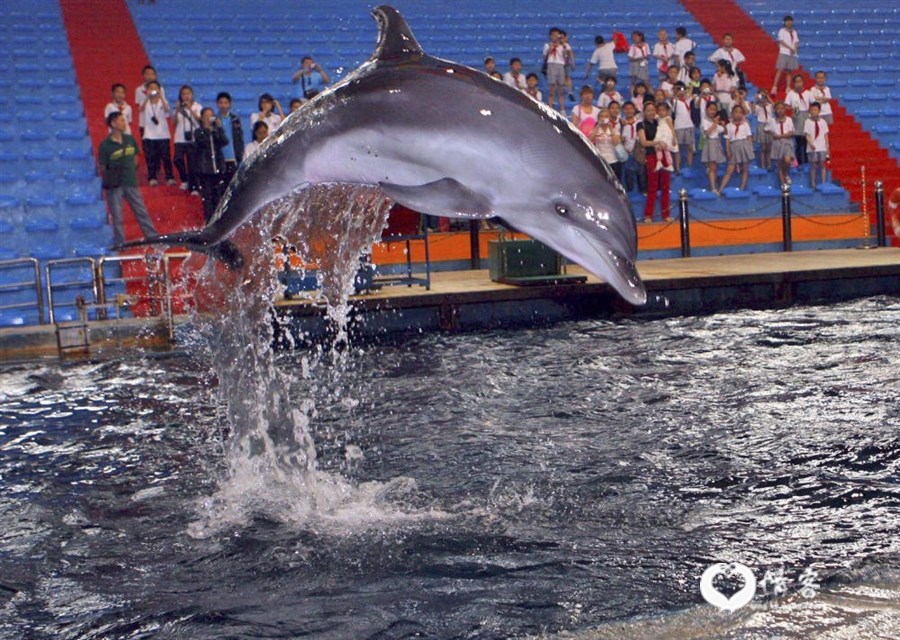 2011年5月28日，西安市500多名外来务工人员子女在西安曲江海洋极地公园观看海豚表演。